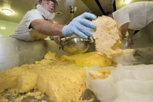 Making edam cheese at MSU Dairy Plant 